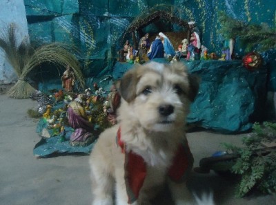 NavidadDSC02097.jpg